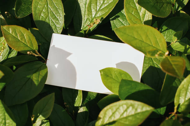 istock Flat card on leaves outside for web background design. White isolated background. Abstract landscape background. Happy holiday. Web banner template. Natural beauty. 1419329191