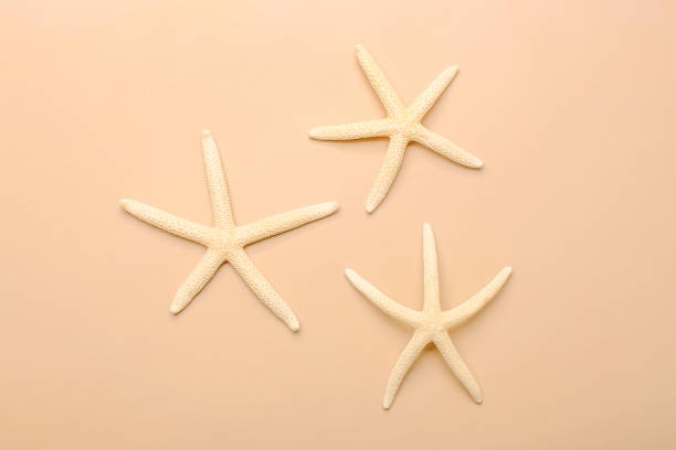 istock Starfish sea on beach beige background. Summer background. Decorative textile . Isolated object. 1419329290