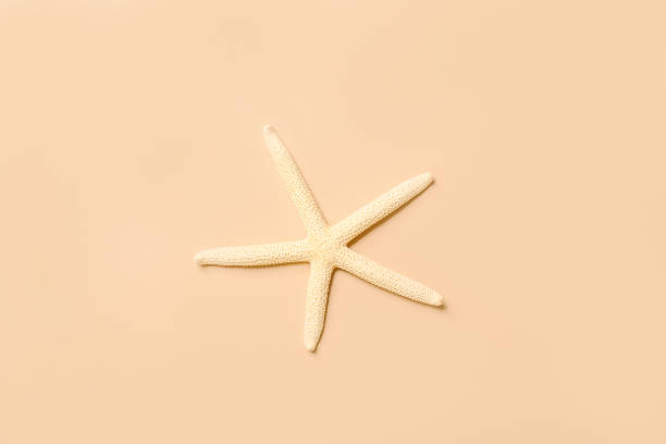 istock Starfish sea on beach beige background. Summer background. Decorative textile . Isolated object. 1419329308