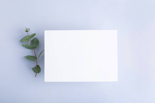istock Template paper with green plant shadow on pastel beige background , great design for any purposes. Abstract background. Banner template. Advertising 1419329695