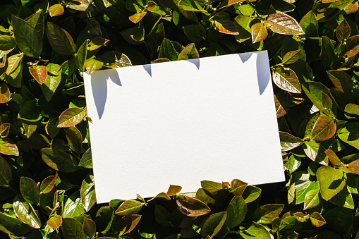 Flat card on leaves outside for web background design. White isolated background. Abstract landscape background mock up . Happy holiday. Web banner template. Natural beauty