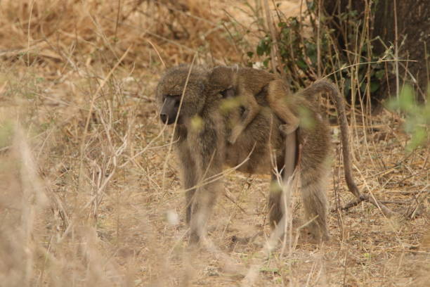 istock Wild baboon at the African  prairie 1419330282