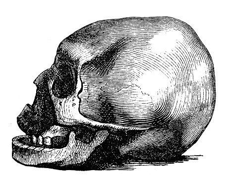 Antique illustration, ethnography and indigenous cultures: Aleutian Islands skull