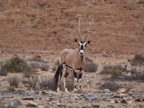 Antílope Oryx Gemsbok pastando en el lecho efímero del río Hoanib photo