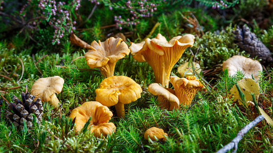 Edible mushrooms. Chanterelle mushrooms in a moss forest. Selective focus.