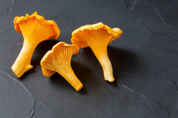 грибы на черном фоне. грибы лисички на грифельной доске. селективная фокусировка. - chanterelle edible mushroom gourmet uncultivated стоковые фото и изображения