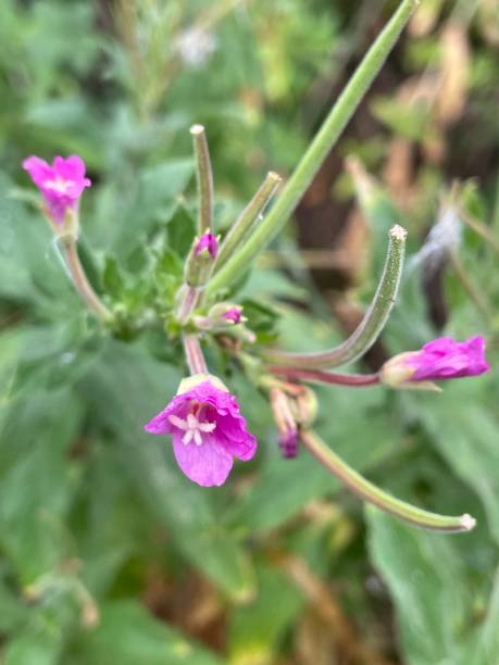 istock Epilobium hirsutum also know as Hairy willowherb 1419332390