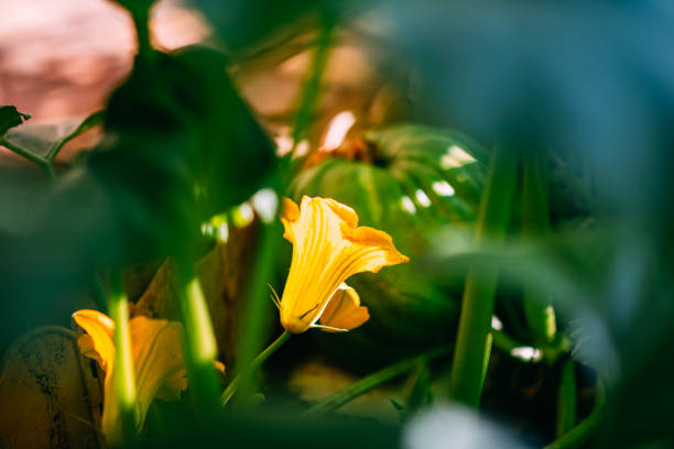 Cucumber Leaves and Flower