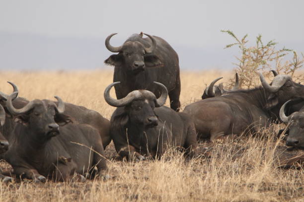 istock African buffalo herd at the savanna 1419335677