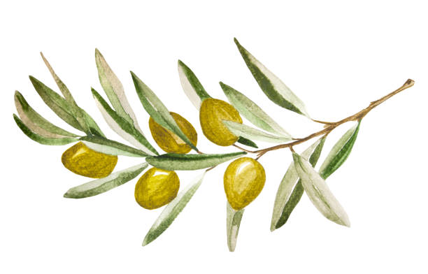 grüner zweig des olivenbaums - oil painting illustrations stock-grafiken, -clipart, -cartoons und -symbole