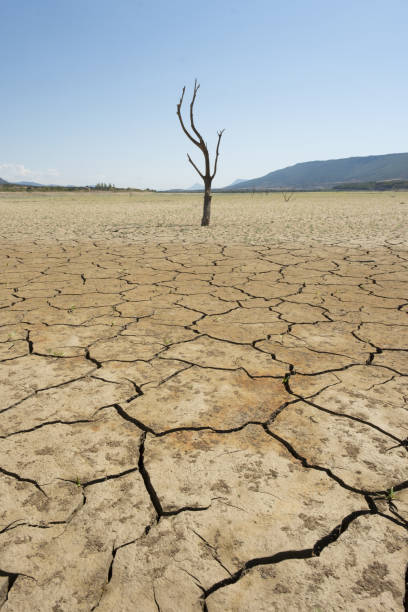 istock Dead tree  and drought in the cracked earth, climate change concept. 1419335785