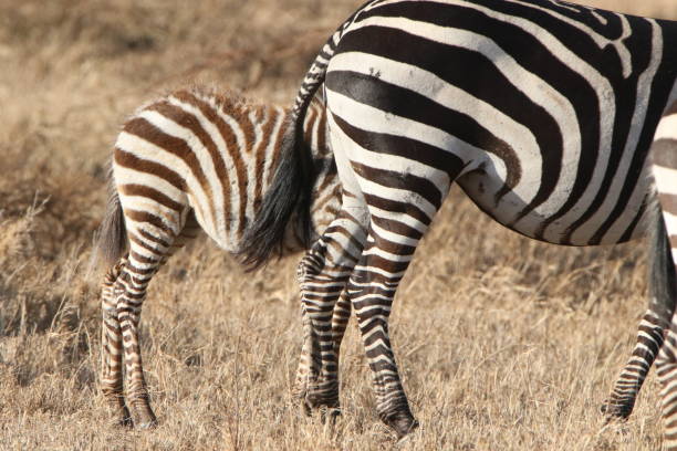 istock Wild zebras at Africa 1419336422