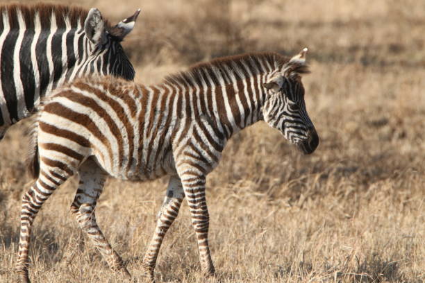 istock Wild zebras at Africa 1419336425