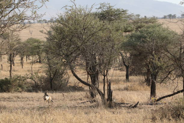 istock African jackal on its habitat 1419338227