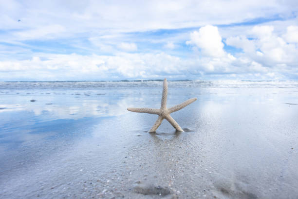 Starfish Seashell On Sandy Beach With Ocean and Sky stock photo