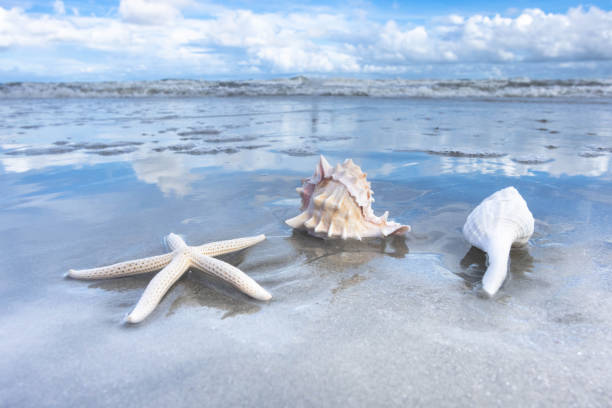 Seashells In Ocean With Waves On Hilton Head Island stock photo