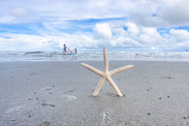 Starfish Shell In Sand With Ocean And People Swimming stock photo