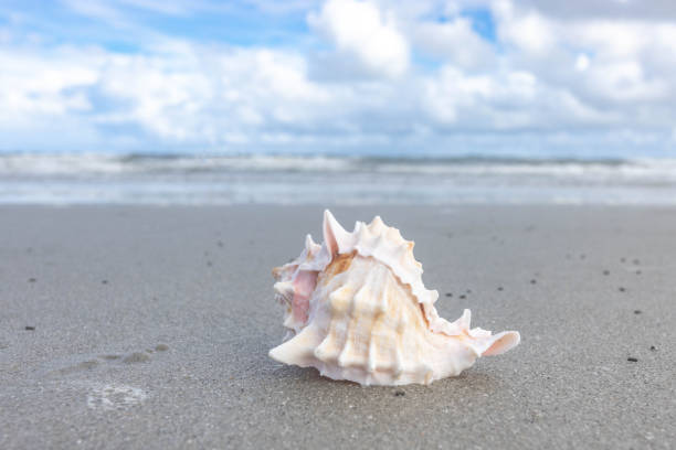 Conch Seashell on Sandy Beach stock photo
