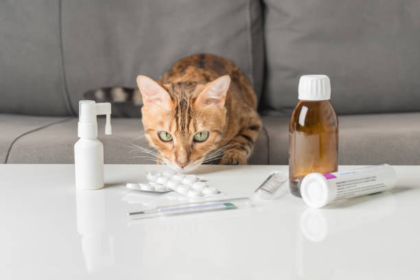 un chat atteint d’un rhume ou d’une grippe est assis sur un canapé près d’une table avec des médicaments. - illness domestic cat headache animal photos et images de collection