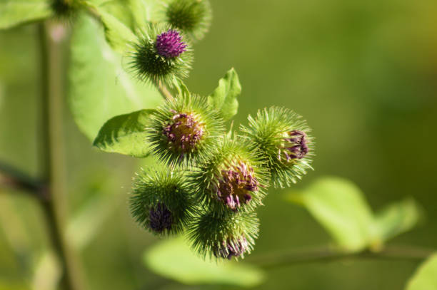 istock Closeup of common burdock buds with selective focus on forerground 1419341144