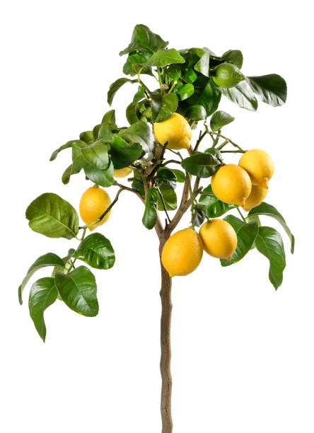 kleiner baum mit reifen zitronen - lemon lemon tree tree branch stock-fotos und bilder