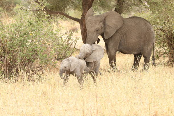 istock Wild elephant family on their habitat 1419342710