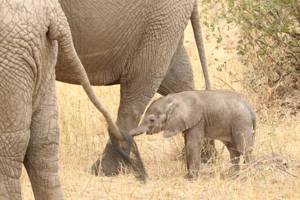 istock Wild elephant family on their habitat 1419342734