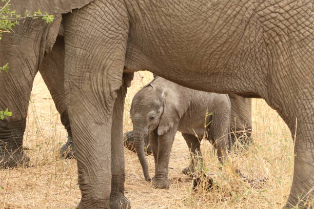 istock Wild elephant family on their habitat 1419342750