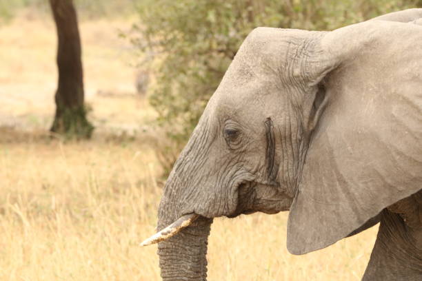 istock Wild elephant family on their habitat 1419342776