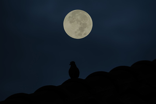 Full moon with bird silhouette in the dark night.