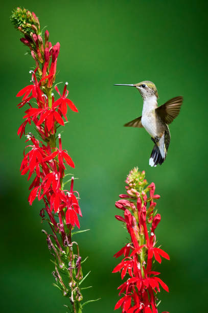 istock Ruby-throated Hummingbird (rchilochus colubris) feeding on a cardinal flower (Lobelia cardinalis). 1419343455