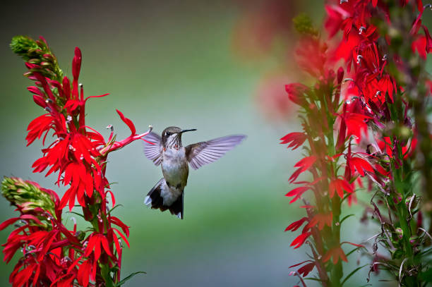 Juvenile male Ruby-throated Hummingbird (rchilochus colubris) feeding on a cardinal flower (Lobelia cardinalis).