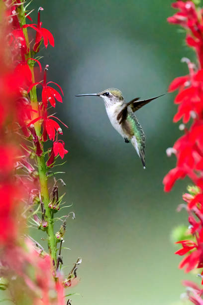 istock Ruby-throated Hummingbird (rchilochus colubris) feeding on a cardinal flower (Lobelia cardinalis). 1419343462