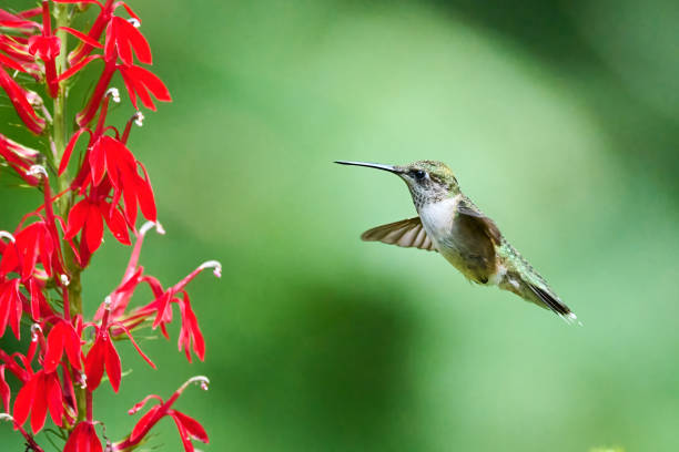 istock Juvenile male Ruby-throated Hummingbird (rchilochus colubris) feeding on a cardinal flower (Lobelia cardinalis). 1419343510