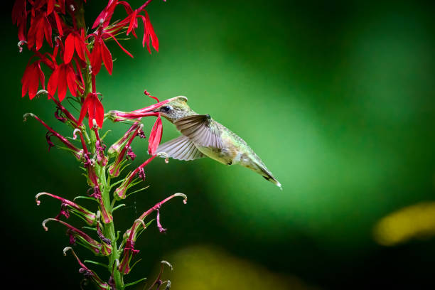 istock Ruby-throated Hummingbird (rchilochus colubris) feeding on a cardinal flower (Lobelia cardinalis). 1419343511