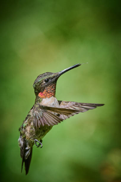 istock Adult male Ruby-throated Hummingbird (rchilochus colubris). 1419343533