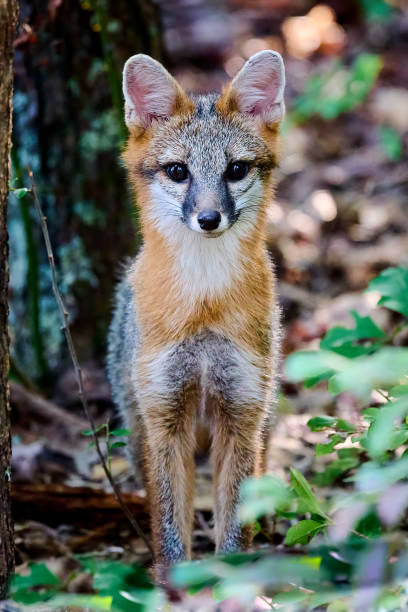 istock Juvenile Gray Fox Kit (Urocyon cinereoargenteus) in a forest staring at the camera. 1419343591