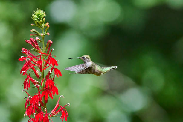istock Juvenile male Ruby-throated Hummingbird (rchilochus colubris) feeding on a cardinal flower (Lobelia cardinalis). 1419344297