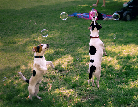 Two playful dogs, enjoying playing with owner. They are trying to catch soap bubbles their owner is making for them, as a part of daily playtime routine.