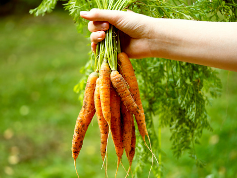 A bundle of fresh carrots in hand. The concept of harvesting, natural farming.