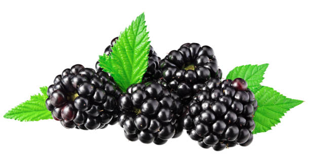 istock blackberries with leaves isolated on white background. clipping path 1419346925