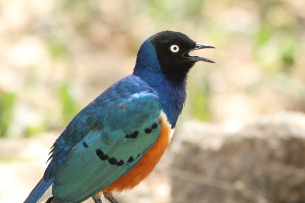 istock Colorful superb starling 1419346946