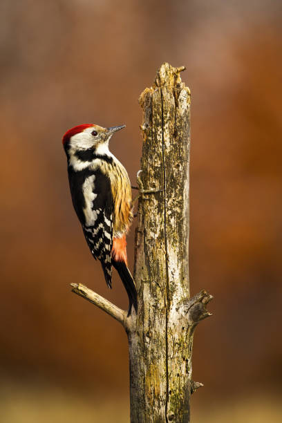 lesser spotted woodpecker climbing to top of old tree in autumn forest lesser spotted woodpecker, dryobates minor, climbing to top of old tree in autumn forest. Wild animal sitting on a branch from side in vertical composition. lesser spotted woodpecker stock pictures, royalty-free photos & images