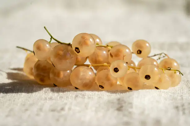 Close-up of fresh white currants, fruit on light white background