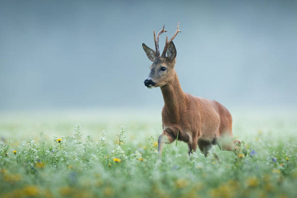 istock Roe deer buck approaching on a early summer morning among blooming meadow 1419349042