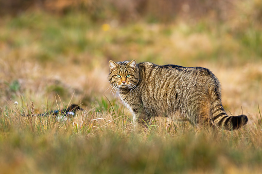 European wildcat, felis silvestris, standing on field in autumn nature. Stripped mammal looking to the camera on grassland. Brown little predator watching on meadow in fall.
