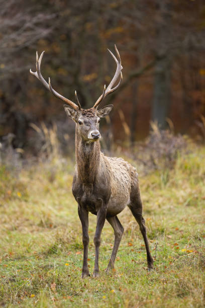 istock Red deer standing on glade in autumn in vertical shot 1419349457