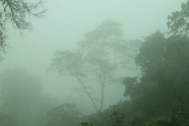 Ngorongoro outside of the crater, jungle mist