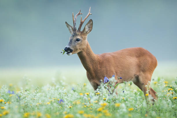 Roe deer buck grazing on blooming flowerers on a meadow with mist in background.