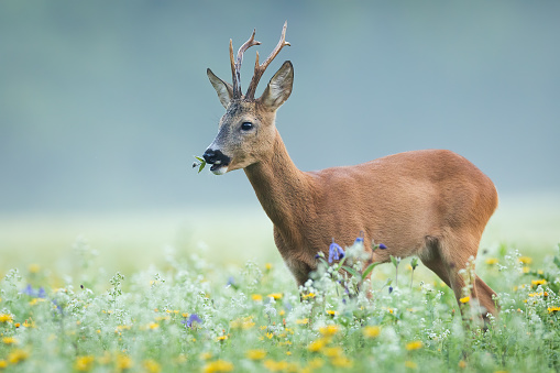 Roe deer, capreolus capreolus, buck grazing on blooming flowerers on a meadow with mist in background. Animal wildlife in unspoiled nature. Wild mammal with antlers feeding on a glade.